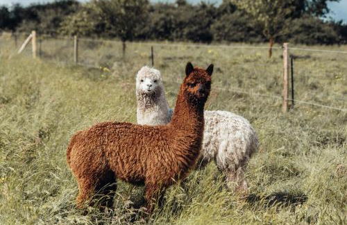 Maison de campagne en Anjou - Foto 21