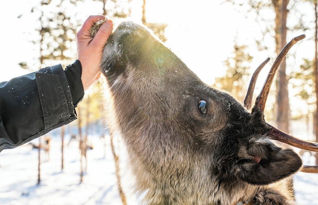 The Elegant Haistila - Foto 59