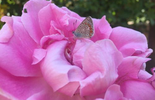 Platanus Gardenhouse - Foto 33