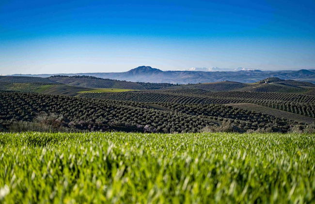Visita a um olival e a um lagar de azeite + Degustação de azeites - Foto 9