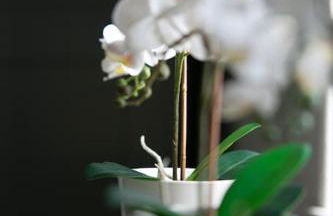 Auldhame House East Wing, Seacliff - Foto 16