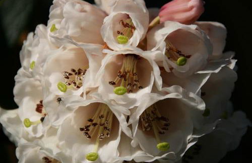 Laich Cottage - Foto 30