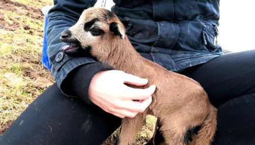 Ferienhaus Schilz II - Urlaub auf dem Bauernhof - Foto 5