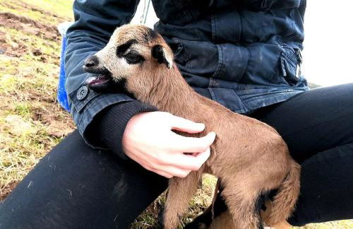 Ferienhaus Schilz II - Urlaub auf dem Bauernhof - Foto 5
