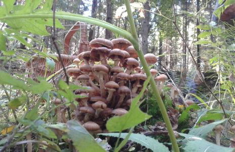 Wiejska Chata - Foto 47