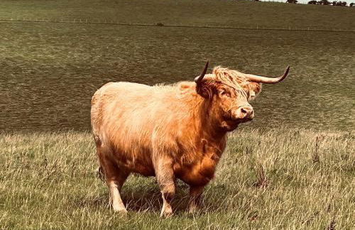 1 Bed in Turnberry 78071 - Foto 15