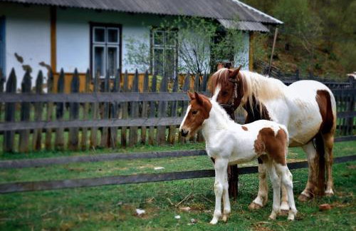 Apartament Mech & Paprocie - Foto 22