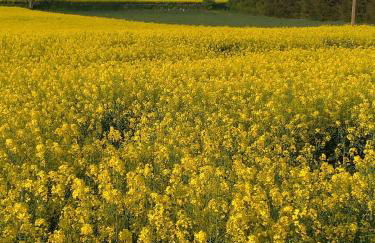 Gite Au Grenier Cosy - Foto 18