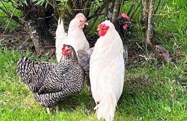 Country garden lodge on Devon Cornwall border - Foto 11