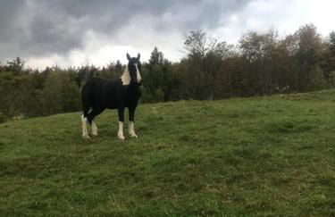 The Apartment at Sky Hollow - Foto 39