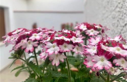 La Casa de Checa - Foto 36