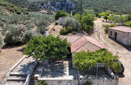 Olive Roots - Foto 2