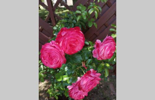 Ferienwohnung Susanne, Losheim am See - Foto 10