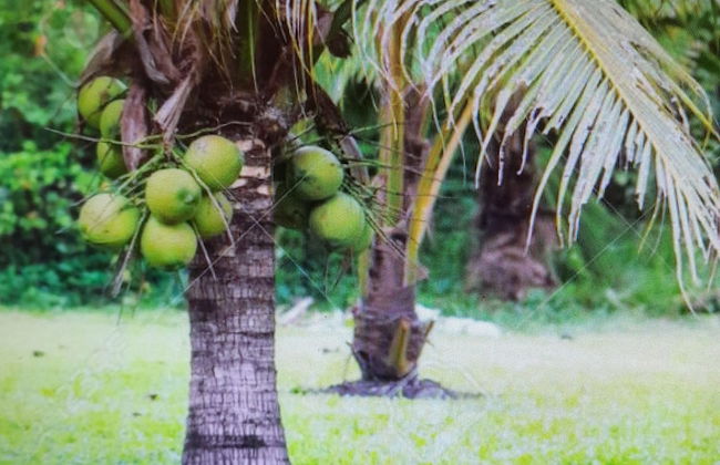 PARADISE CREEK COTTAGES - Foto 25