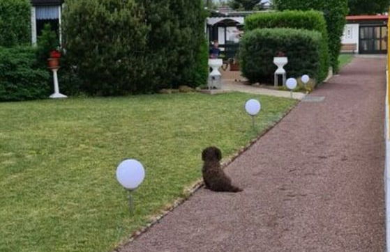 Haus Elfi Modern Retreat - Foto 18