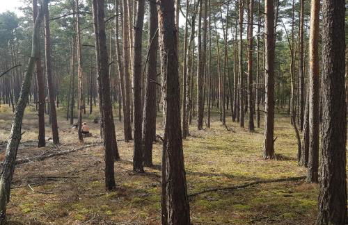 Omas Linde - Foto 26