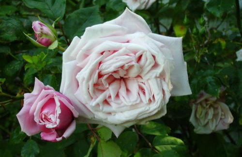 Das Koogsbauernhaus - Foto 6