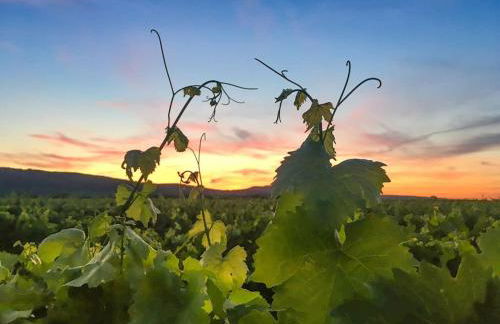 Unter den Reben - Foto 21