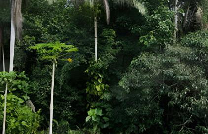 Beautiful View Villa: Sea and Forest - Photo 42