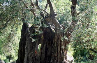 costa di sognu - Foto 9