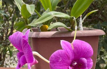 Chalés Refúgio da Sil 2 - Foto 28