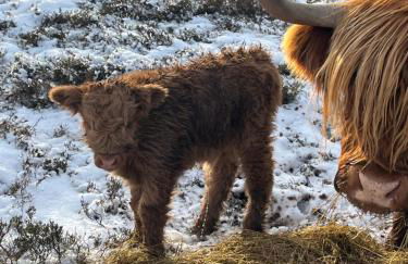 Traditional 2 bed croft - Foto 33