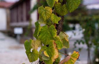 Hotel Donas e Cabaleiros - Photo 44