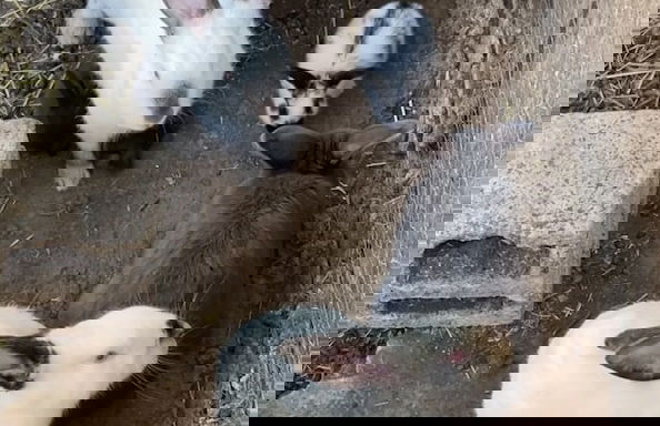 Casale Torre San Magno - Foto 76