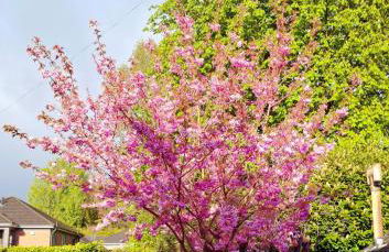 Beautiful home with garden great location - Foto 21