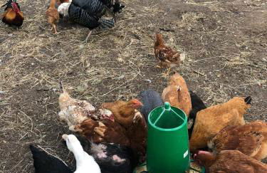 Retiro dos Cedros - Quarto Adega - Foto 26