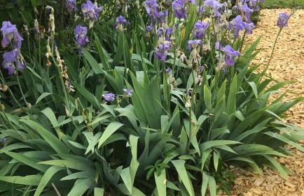 La Huberdière - Foto 13