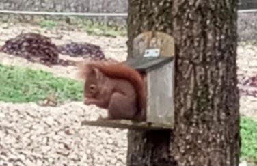 Gîte du Chalet - Le studio en pleine nature - Foto 26