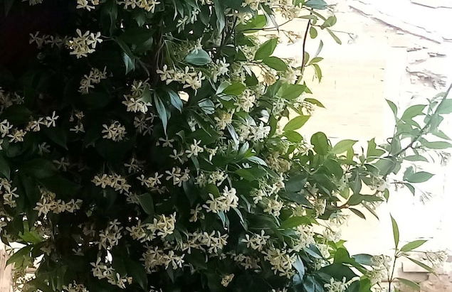 Beautiful Petrino 1880 - Photo 33