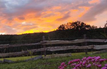 Au chant des oiseaux - rouge gorge - Foto 27