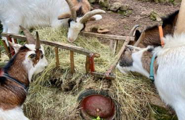 Grand Apt 1777 Neckarmühle - Foto 41