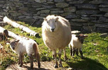 Longhouse - Hen Dy - Foto 15