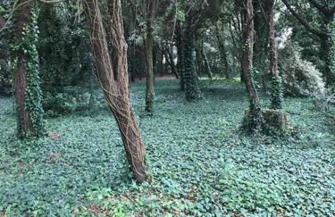 Cabaña de ensueño en el bosque y junto al mar - Foto 15