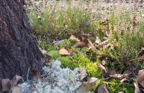 Rzeka, plaża, sauna, kajaki - Plażowe Zacisze - Foto 24