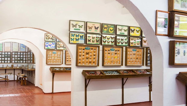 Binissues Ticket + Cheese Making Demonstration - Photo 2