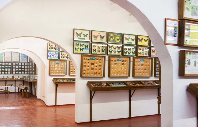 Binissues Ticket + Cheese Making Demonstration - Photo 2