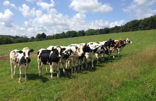 Ferienhaus Waldrand - Photo 17