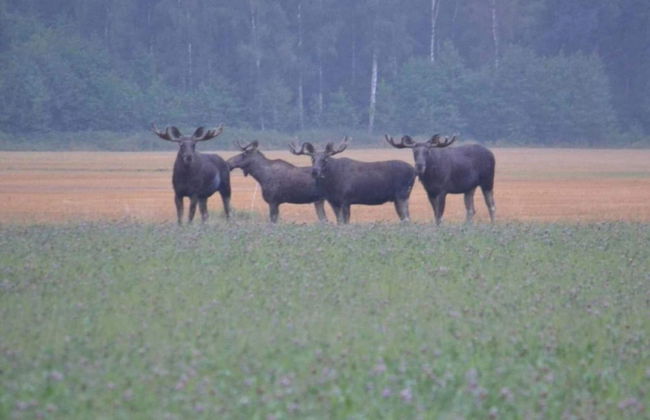 6 Person Holiday Home in Gotene-by Traum - Photo 11