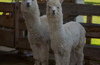 Ferienwohnung Peters - Photo 52