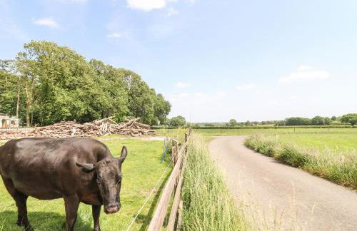 Pipistrelle - Foto 22