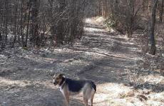 sosnowelowe - Foto 41