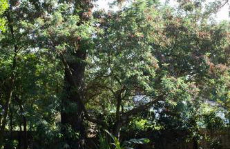 PYLA: Feel-good family home, 2 min walk from beach - Foto 32