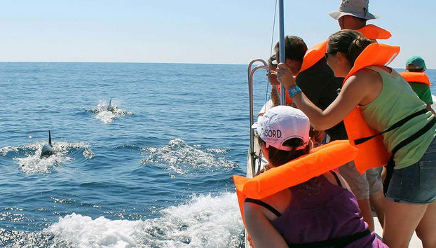 Dolphin Watching in Olhao - Foto 4