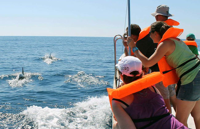 Dolphin Watching in Olhao - Foto 4