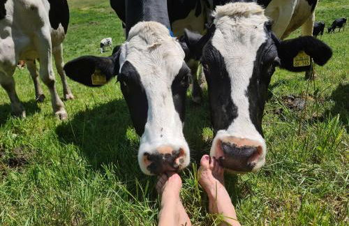 Ferienhaus Wendelhof - Foto 9