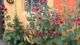 Bungalow Schinderling GM 69816 - Foto 5